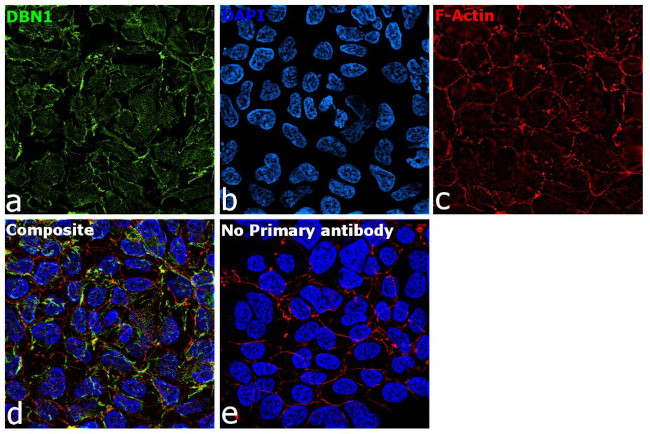 Drebrin Antibody in Immunocytochemistry (ICC/IF)