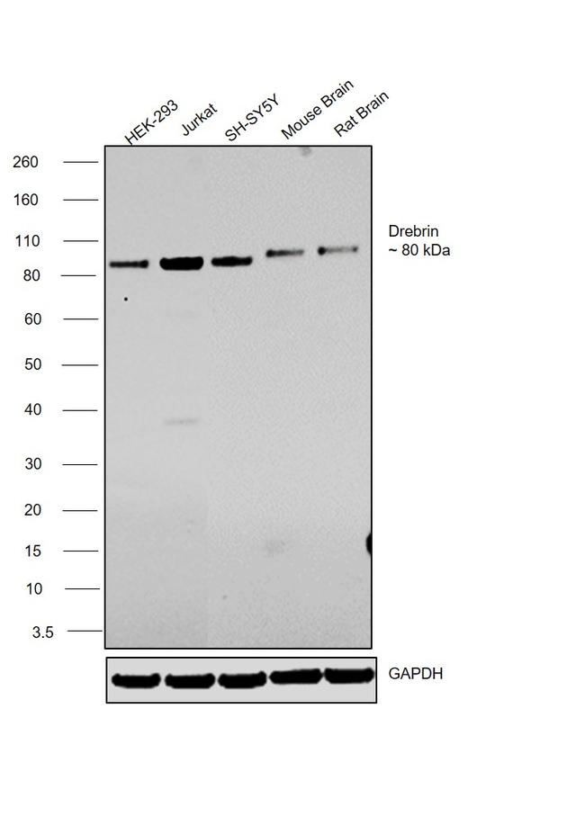 Drebrin Antibody in Western Blot (WB)