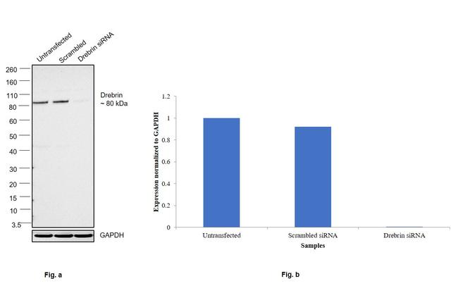 Drebrin Antibody in Western Blot (WB)