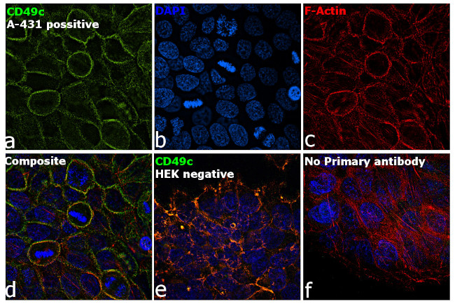 CD49c (Integrin alpha 3) Antibody in Immunocytochemistry (ICC/IF)