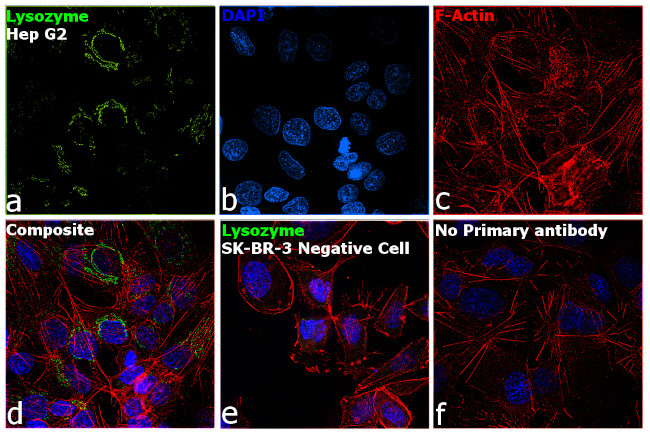 Lysozyme Antibody