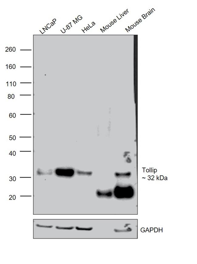 TOLLIP Antibody in Western Blot (WB)