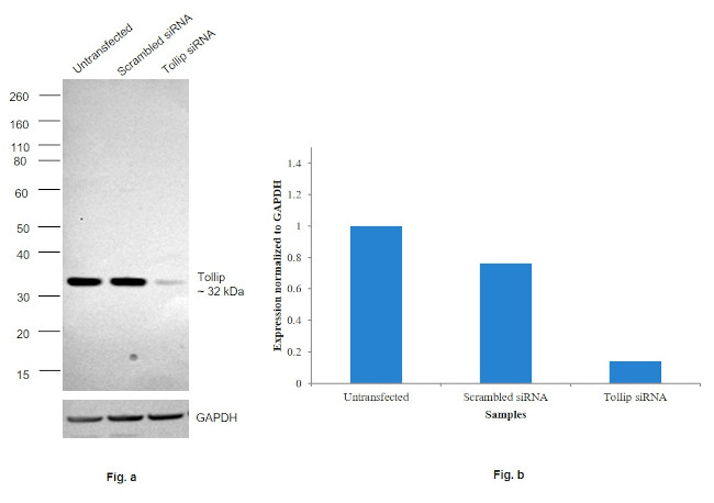 TOLLIP Antibody