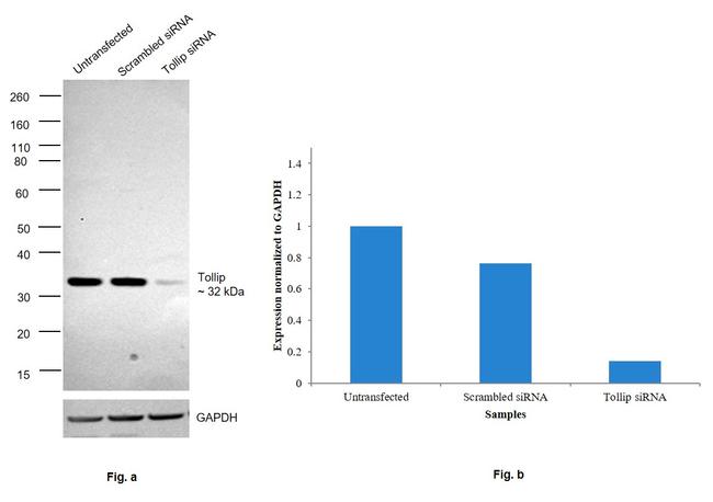 TOLLIP Antibody in Western Blot (WB)