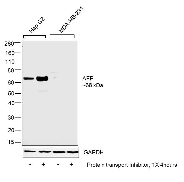 AFP Antibody