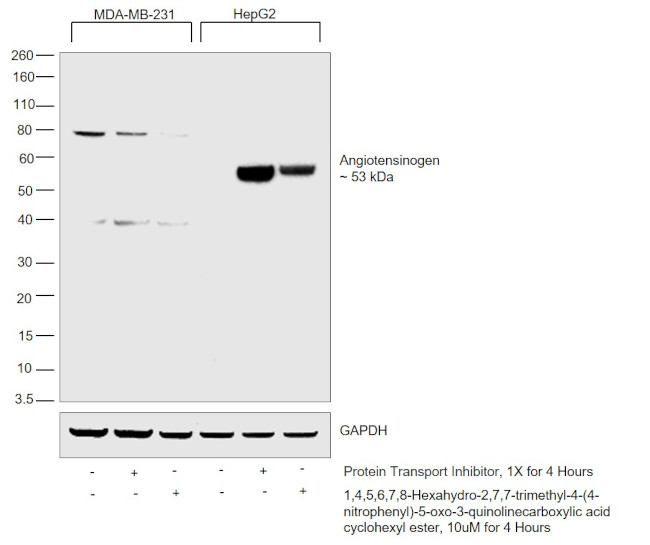 Angiotensinogen Antibody