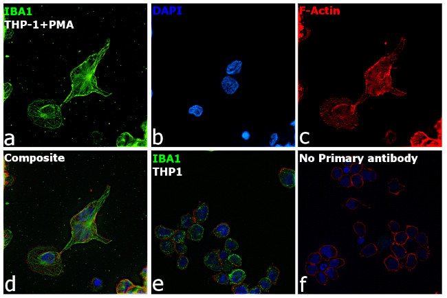 IBA1 Antibody in Immunocytochemistry (ICC/IF)