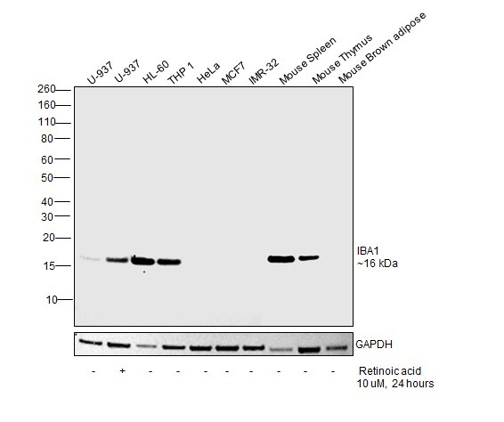 IBA1 Antibody