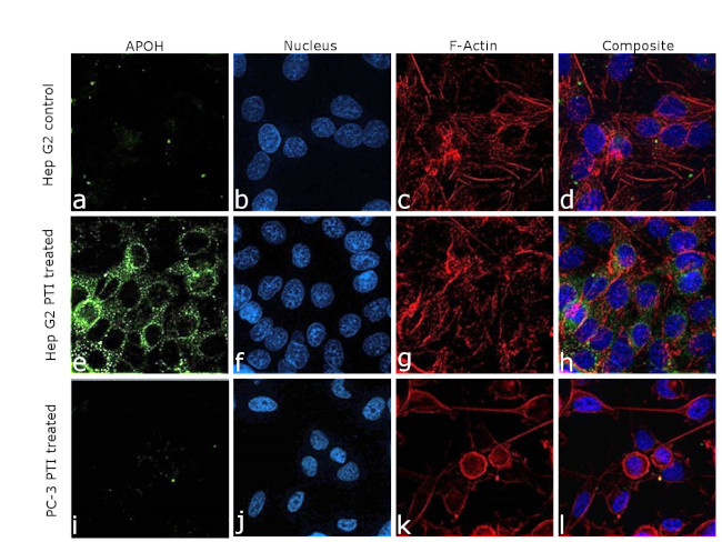 Apolipoprotein H Antibody in Immunocytochemistry (ICC/IF)