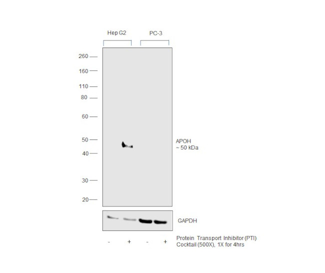 Apolipoprotein H Antibody