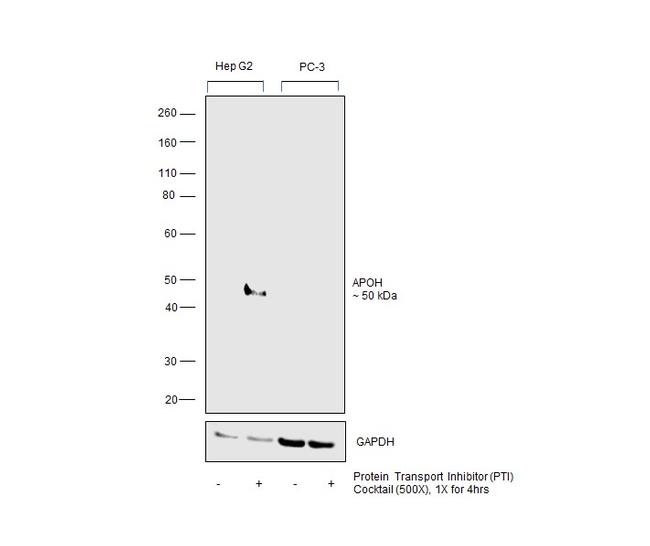 Apolipoprotein H Antibody in Western Blot (WB)