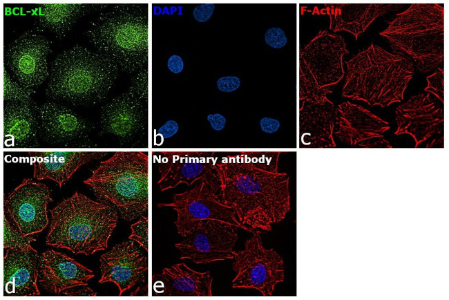 Bcl-xL Antibody in Immunocytochemistry (ICC/IF)