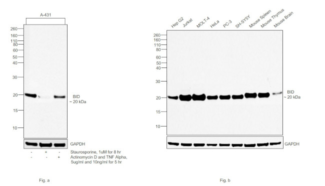 BID Antibody