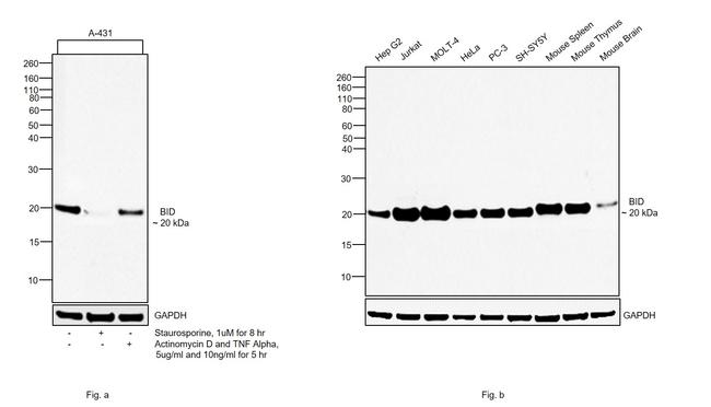 BID Antibody in Western Blot (WB)