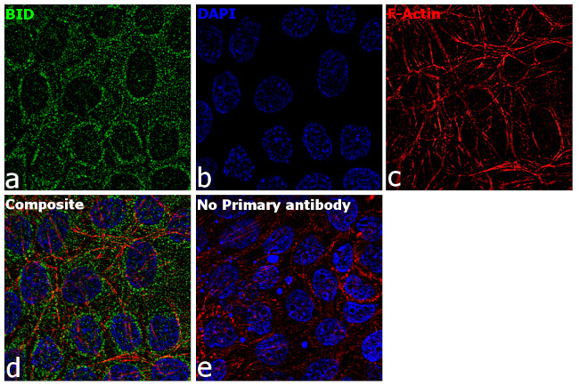 BID Antibody in Immunocytochemistry (ICC/IF)