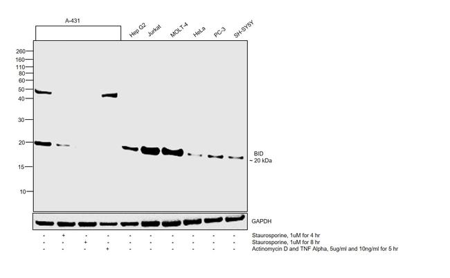 BID Antibody in Western Blot (WB)