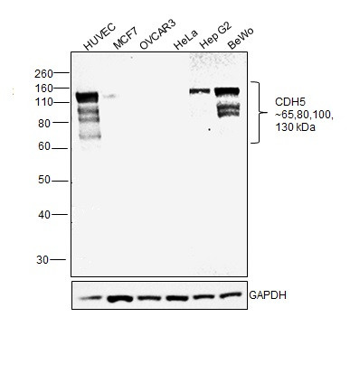 VE-cadherin Antibody