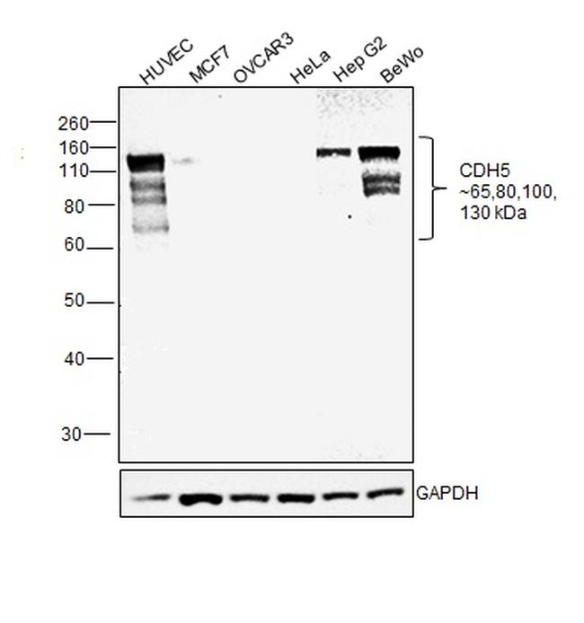 VE-cadherin Antibody in Western Blot (WB)