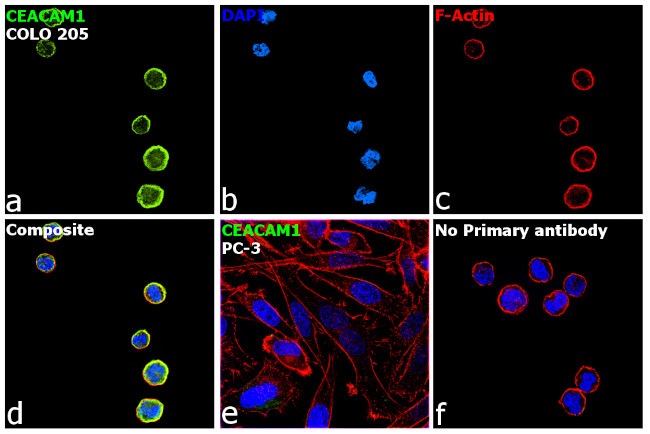 CEACAM1 Antibody