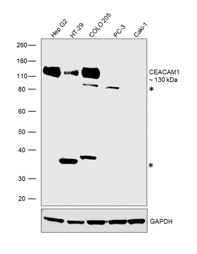 CEACAM1 Antibody