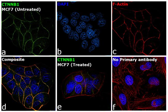 beta Catenin Antibody