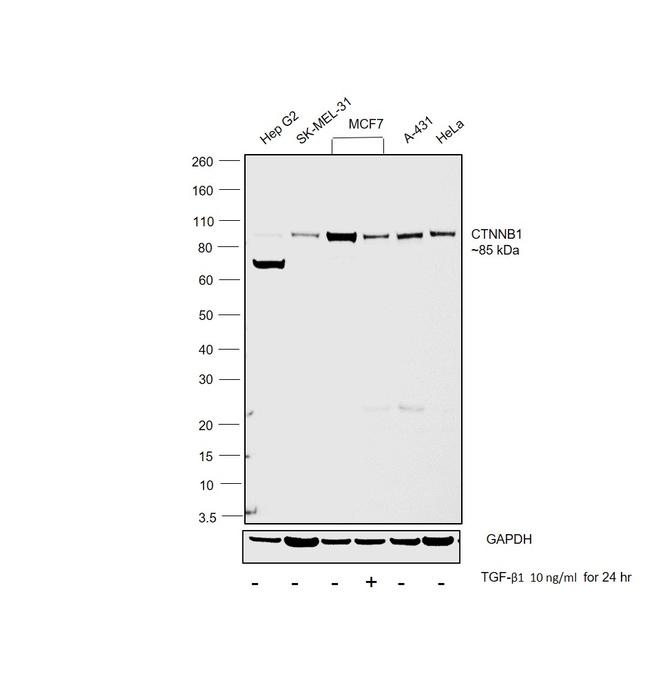 beta Catenin Antibody in Western Blot (WB)