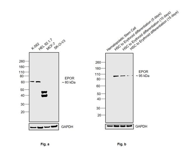 EpoR Antibody in Western Blot (WB)