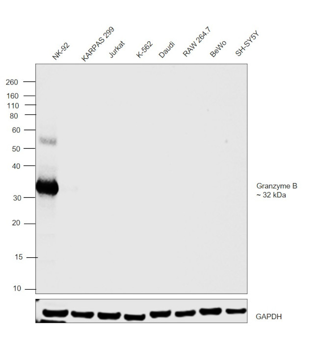 Granzyme B Antibody