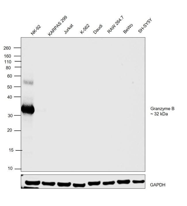 Granzyme B Antibody in Western Blot (WB)