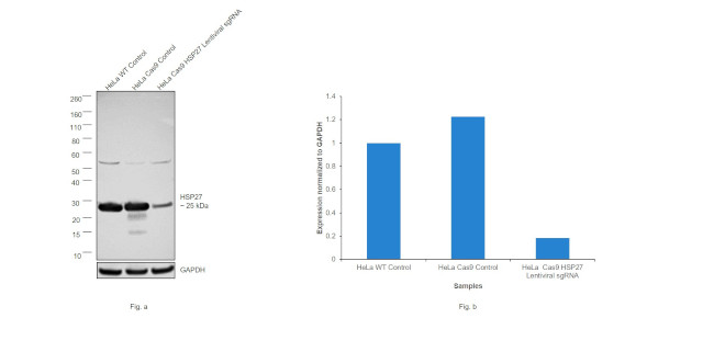 HSP27 Antibody