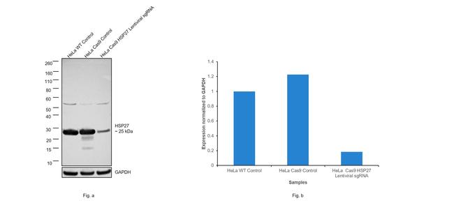 HSP27 Antibody in Western Blot (WB)