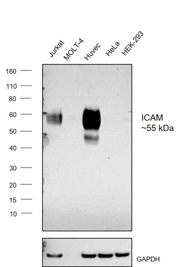 ICAM-2 Antibody in Western Blot (WB)