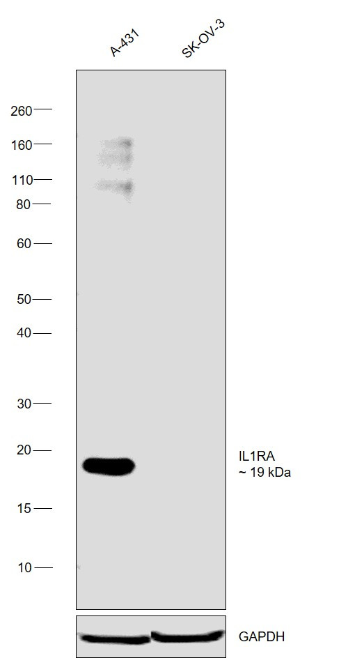 IL1RA Antibody