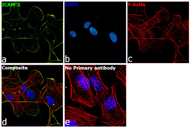 ICAM-2 Antibody in Immunocytochemistry (ICC/IF)