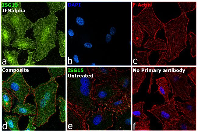 ISG15 Antibody