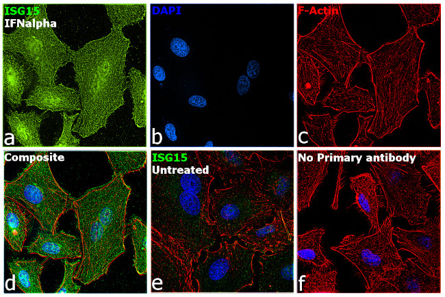 ISG15 Antibody in Immunocytochemistry (ICC/IF)