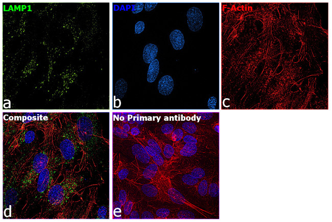 LAMP1 Antibody in Immunocytochemistry (ICC/IF)