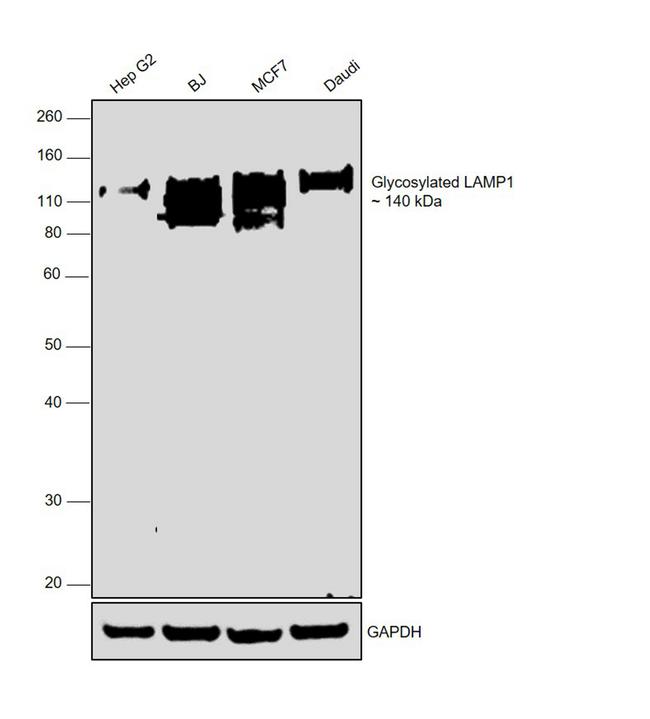 LAMP1 Antibody in Western Blot (WB)