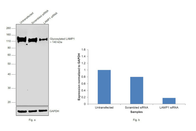 LAMP1 Antibody