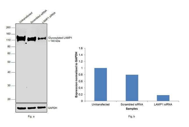 LAMP1 Antibody in Western Blot (WB)