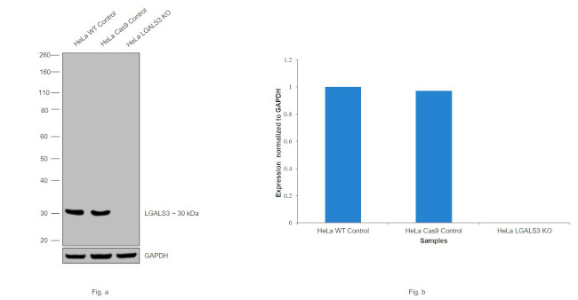 Galectin 3 Antibody