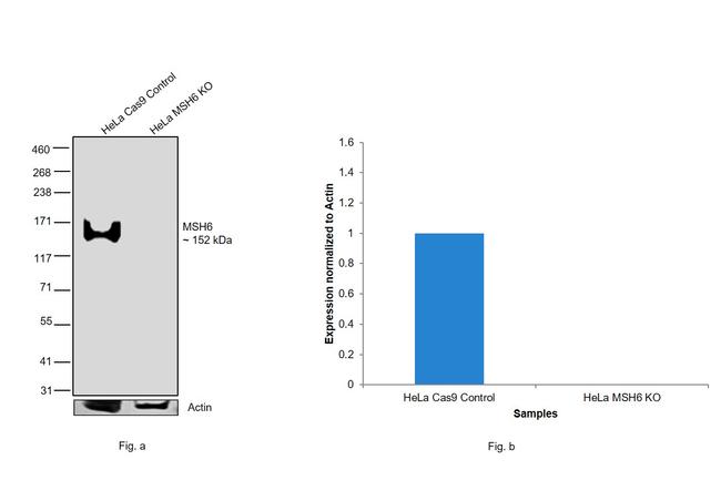 MSH6 Antibody in Western Blot (WB)