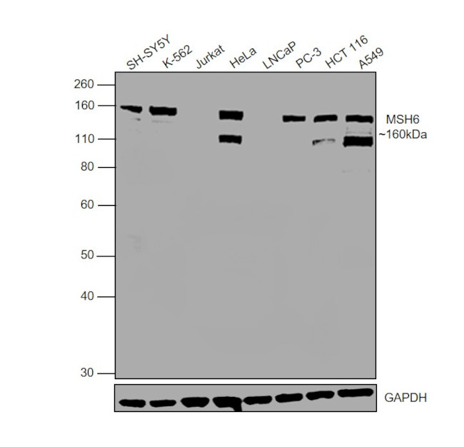 MSH6 Antibody