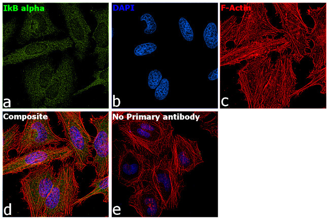 IkB alpha Antibody in Immunocytochemistry (ICC/IF)