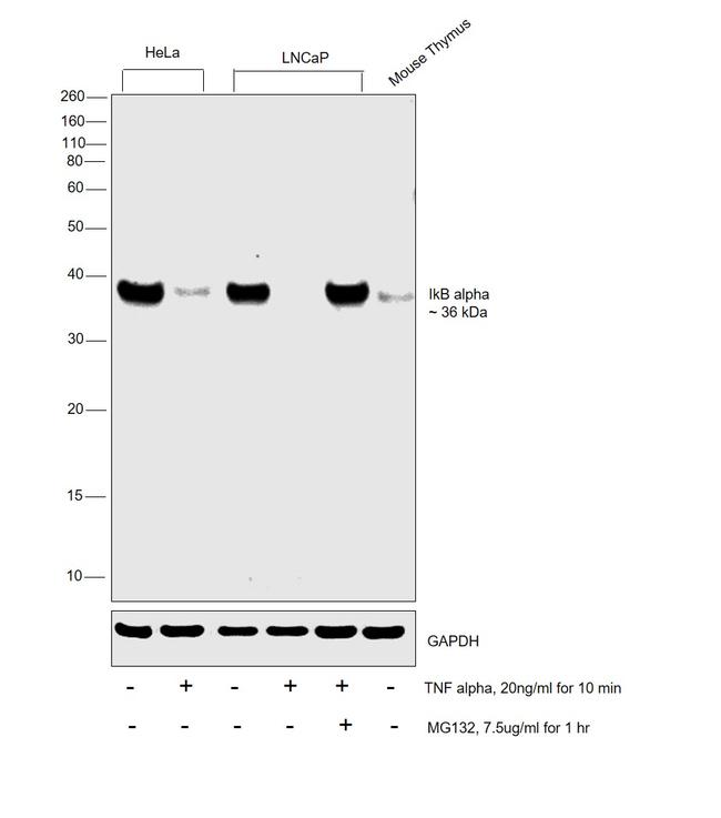 IkB alpha Antibody in Western Blot (WB)