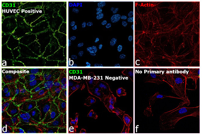 CD31 Antibody