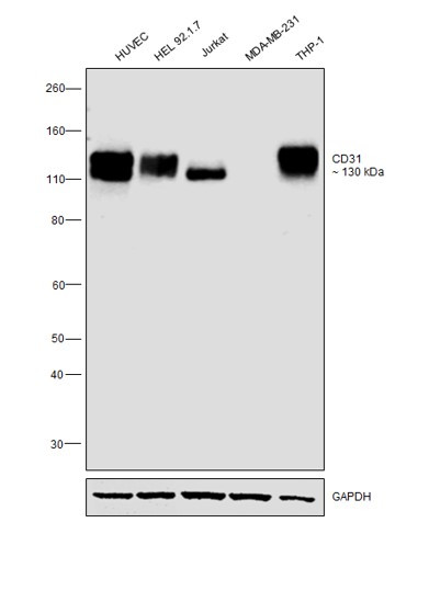 CD31 Antibody