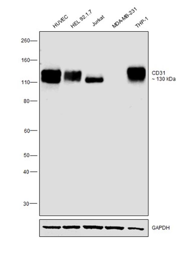 CD31 Antibody in Western Blot (WB)