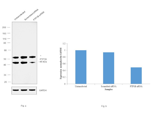 PTP1B Antibody