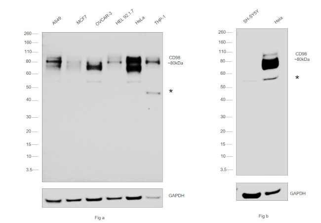 CD98 Antibody